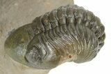 Flying Paralejurus Trilobite With Reedops - Atchana, Morocco #232853-10